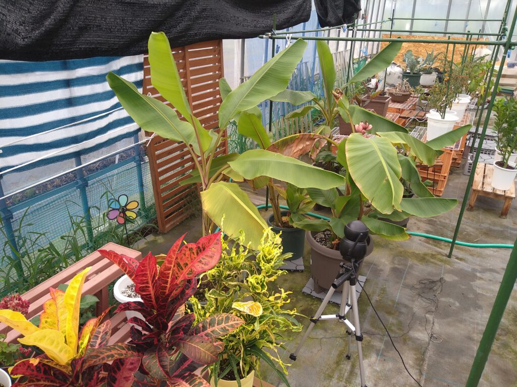 ふるさと吟遊詩人
観葉植物写真